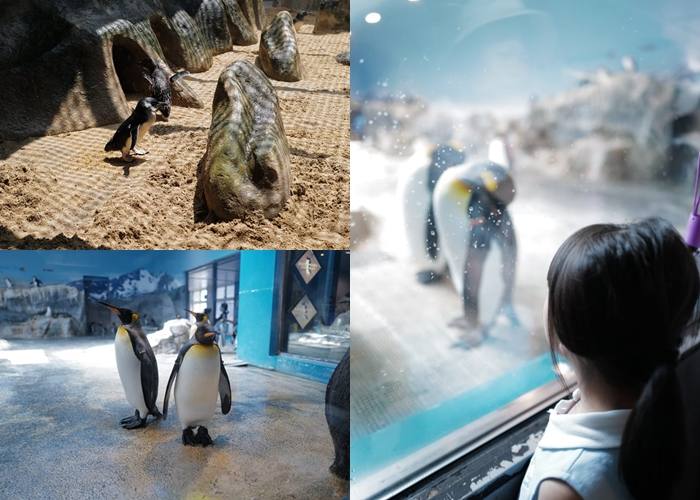 。長崎縣ながさきけんGO_『長崎景點』長崎企鵝水族館｜全日本收容企鵝種類最多的水族館｜滿滿溫帶、寒帶企鵝一次看到滿意｜親子共遊必去！郭小寶‧這就是青春 - 郭小寶‧這就是青春