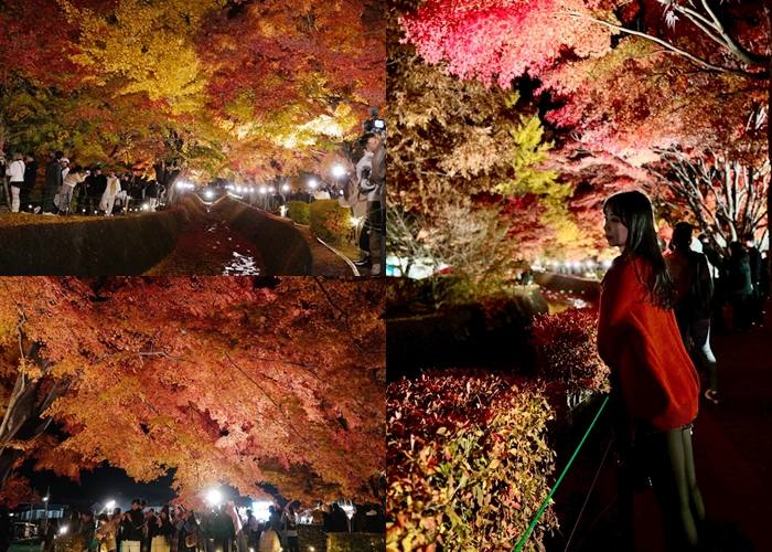 。山梨縣やまなしけんGO_『賞花景點。山梨河口湖』秋季最期待的河口湖紅葉迴廊｜夢幻景點紅葉富士山｜年度夜楓點燈攻略郭小寶‧這就是青春 - 郭小寶‧這就是青春