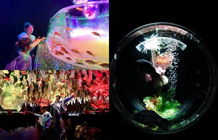 。東京大首都とうきょうとGO_『景點。東京銀座』ART AQUARIUM MUSEUM 金魚藝術美術館｜超華麗的視覺饗宴｜東京雨天備案親子景點｜內有優惠門票連結郭小寶‧這就是青春 - 郭小寶‧這就是青春