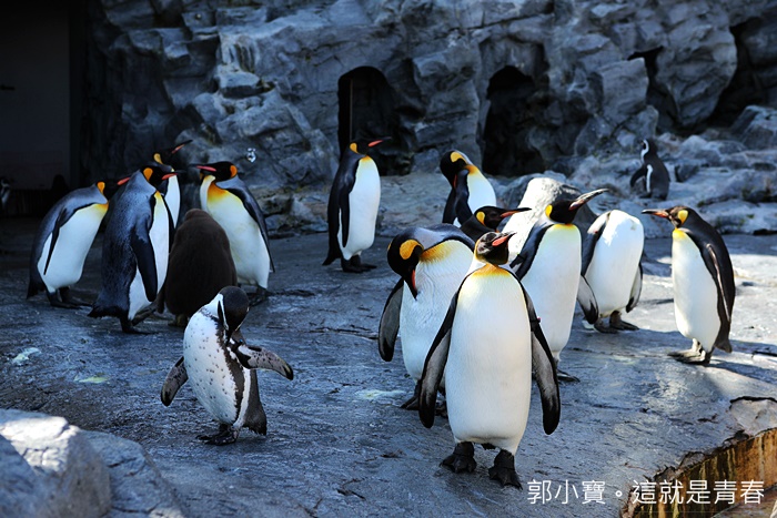 ★北海道縣ほっかいどうGO_『旅遊景點。北海道旭川』北海道最有人氣的旭川極地動物園｜冬季限定的國王企鵝逛大街｜跟小孩一起近距離觀賞北極熊、企鵝、海豹極地動物！郭小寶‧這就是青春 - 郭小寶‧這就是青春